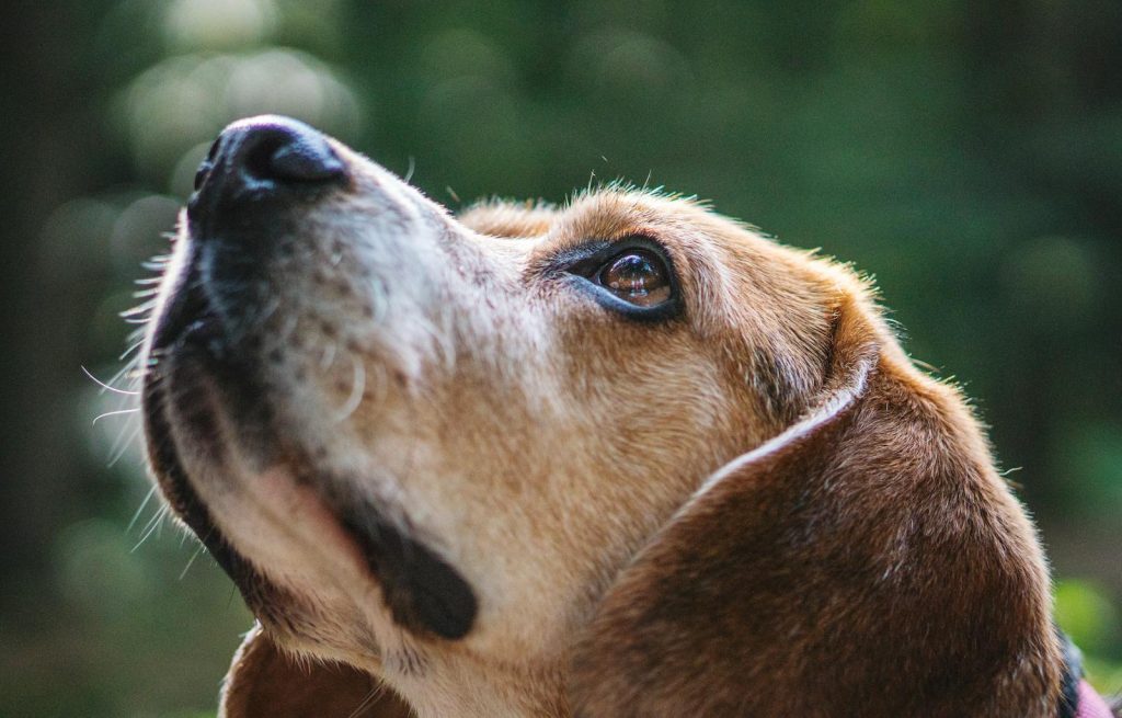14 Surprising Facts About Dogs and Their Ancestry 1 14 Surprising Facts About Dogs and Their Ancestry