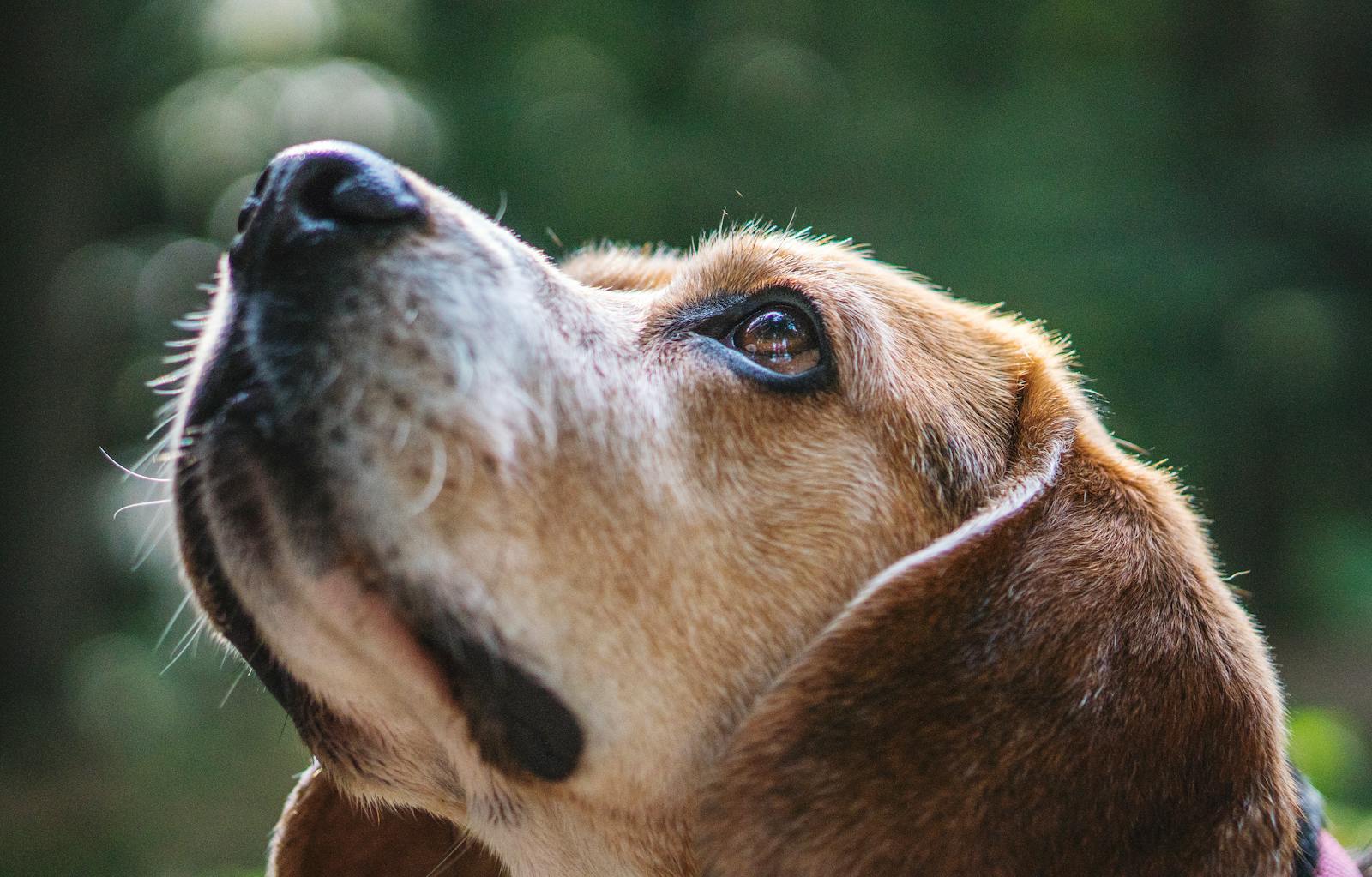 14 Surprising Facts About Dogs and Their Ancestry 1 dogs