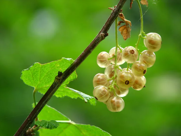 14 Best Health Benefits of White Currants for Men