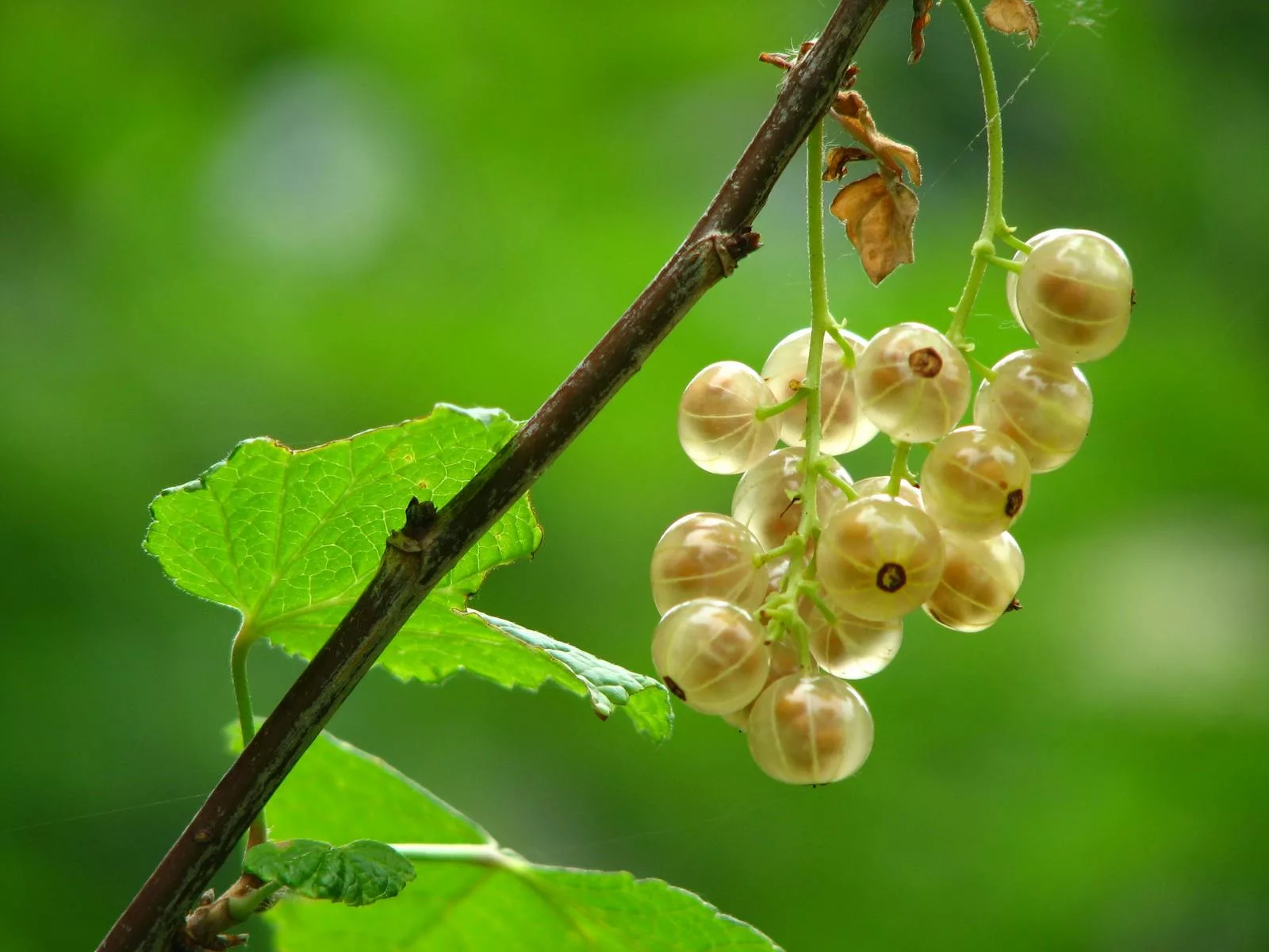 Dwhite currant