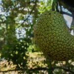 15 Best Health Benefits of Cempedak for Men