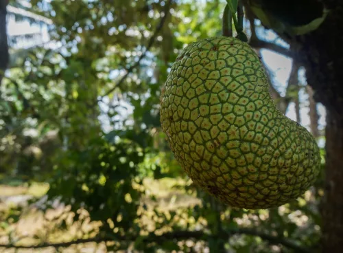 fruit, cempedak, jackfruit