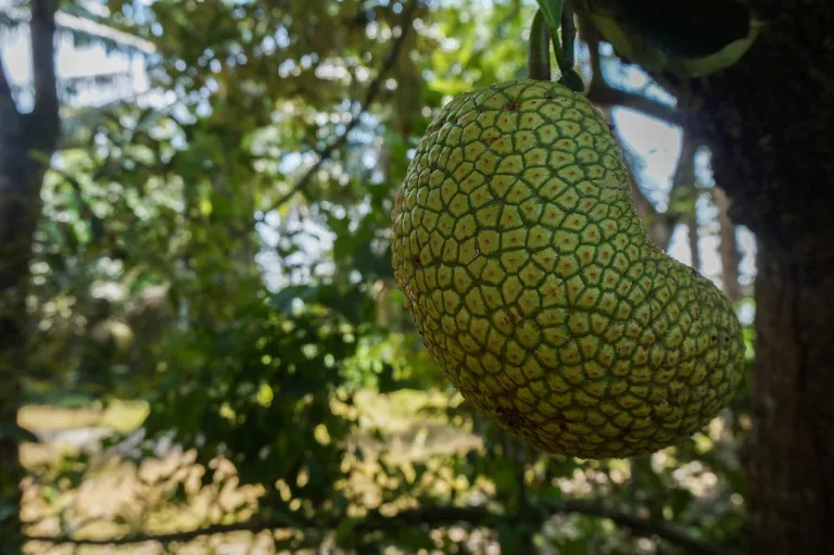 15 Best Health Benefits of Cempedak for Men