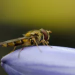 The Difference Between a Bee and a Wasp