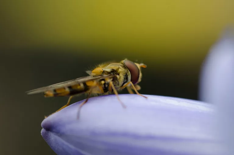The Difference Between a Bee and a Wasp