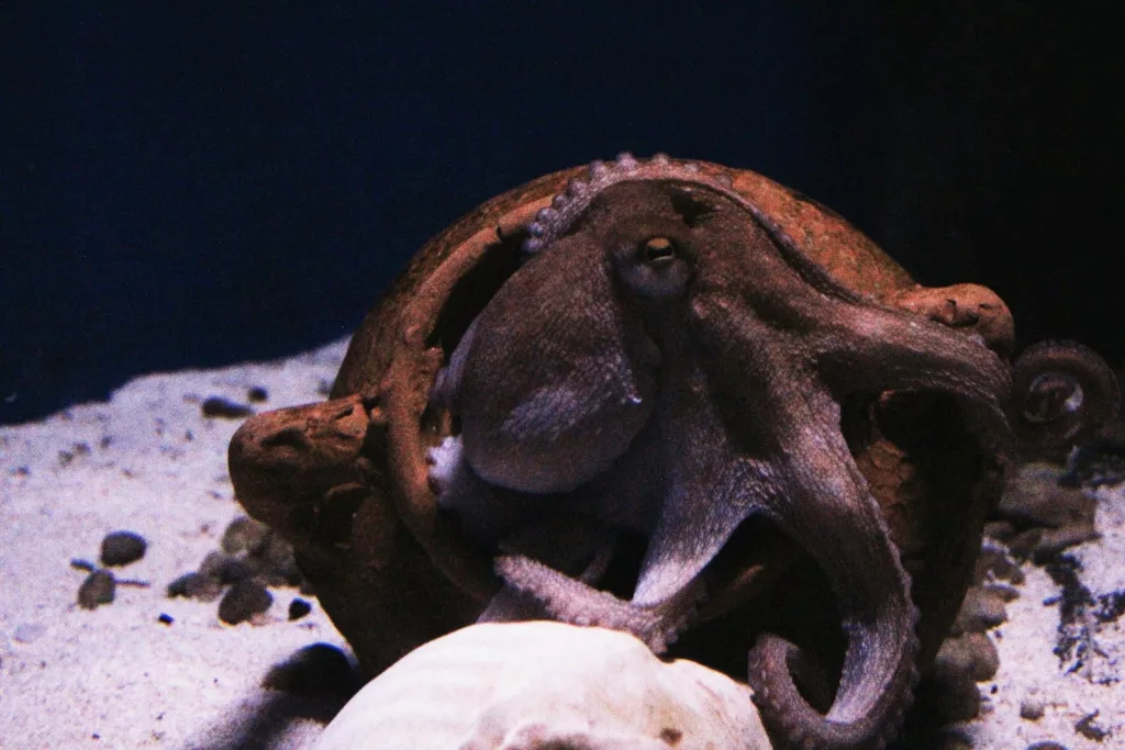 Top 15 Smartest Animals in the World (Besides Humans) 6 Octopuses