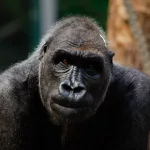Why Are Humans So Much Weaker Than Other Primates?