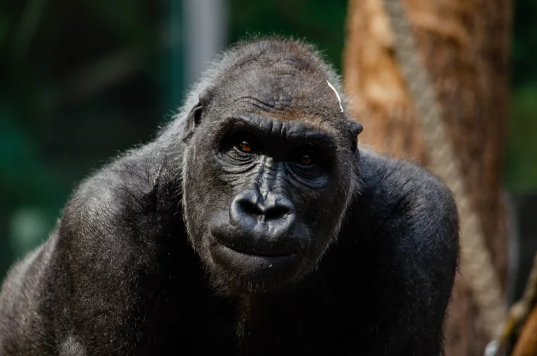 Why Are Humans So Much Weaker Than Other Primates?