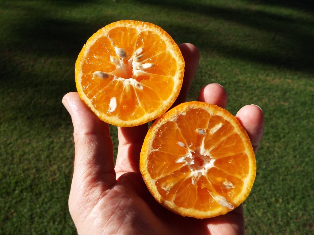 14 Best Health Benefits of Clementine 1 14 Best Health Benefits of Clementine