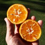 14 Best Health Benefits of Clementine