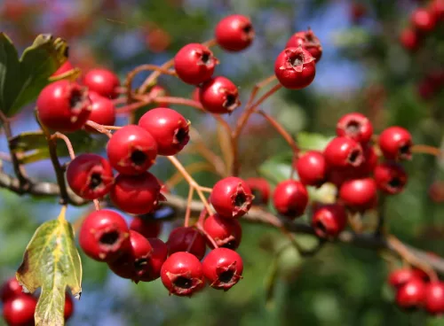 Hawthorn Berries
