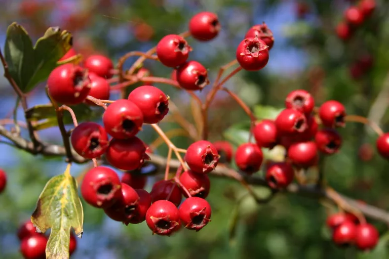 14 Best Health Benefits of Zalzalak for Children