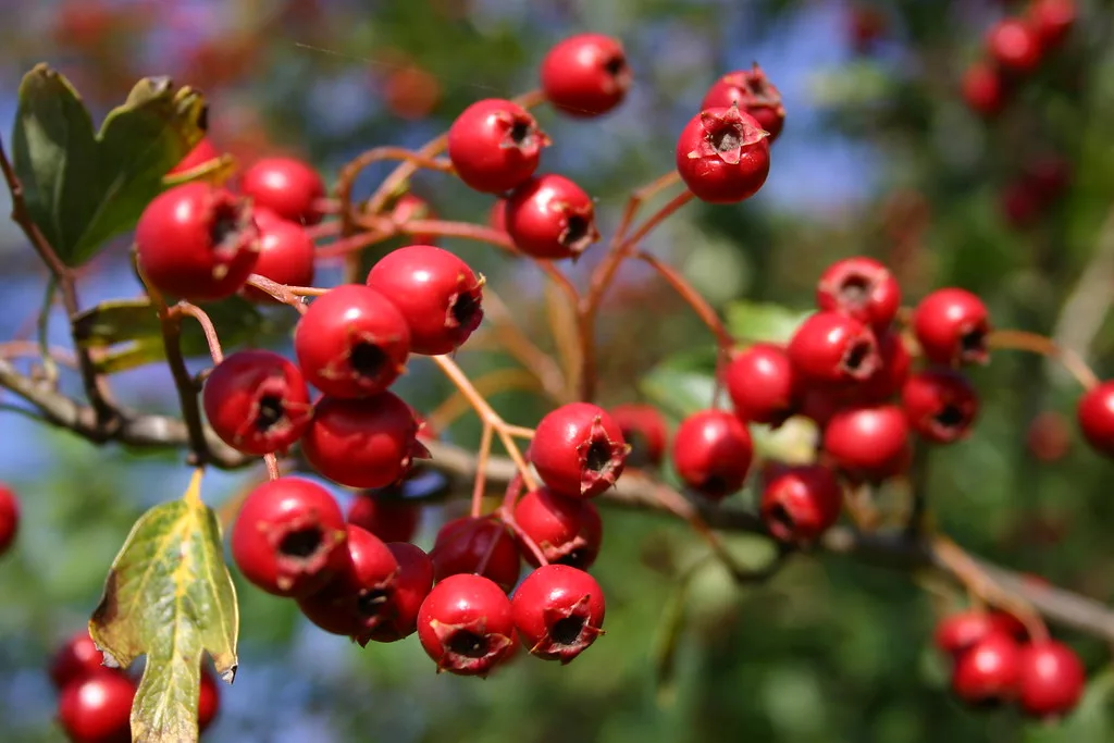 14 Best Health Benefits of Zalzalak for Children 1 14 Best Health Benefits of Zalzalak for Children