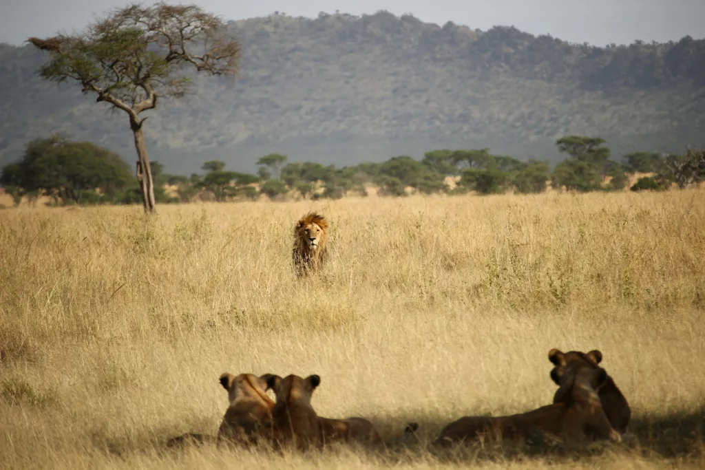 15 Surprising Facts About Lions