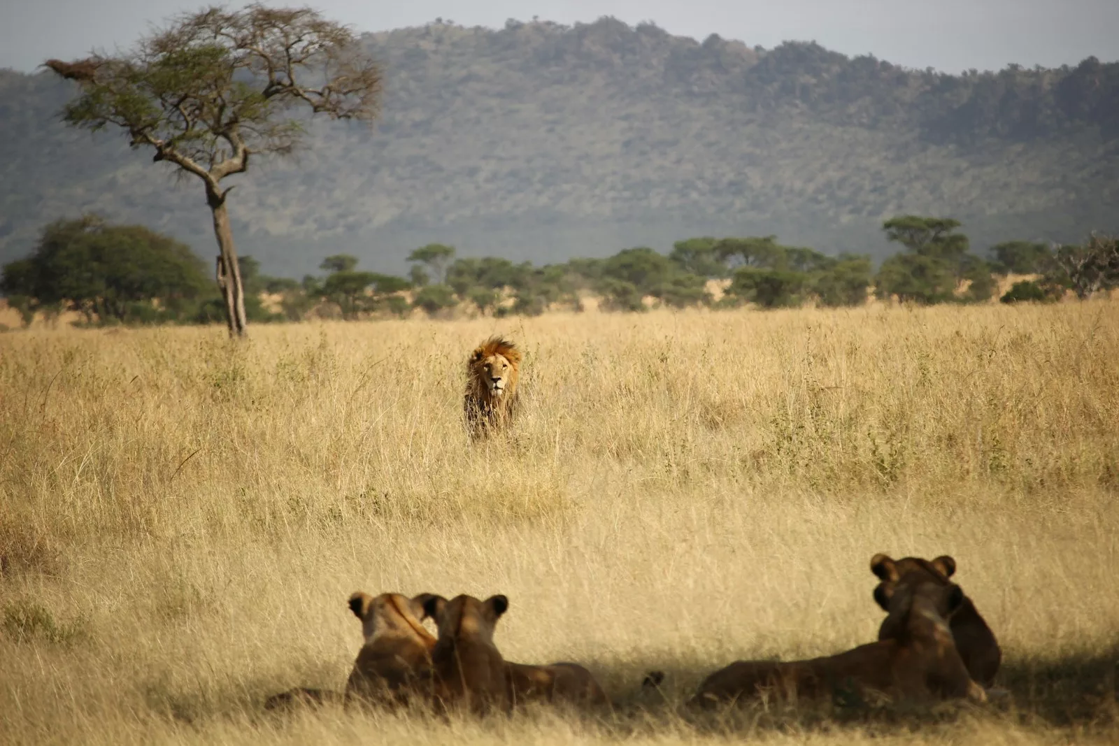 15 Surprising Facts About Lions 1 lions