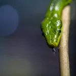 Why Are Humans So Instinctively Afraid of Snakes?