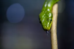 Why Are Humans So Instinctively Afraid of Snakes?