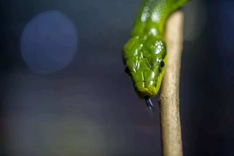 Why Are Humans So Instinctively Afraid of Snakes?