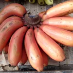 11 Best Health Benefits of Red banana for Children