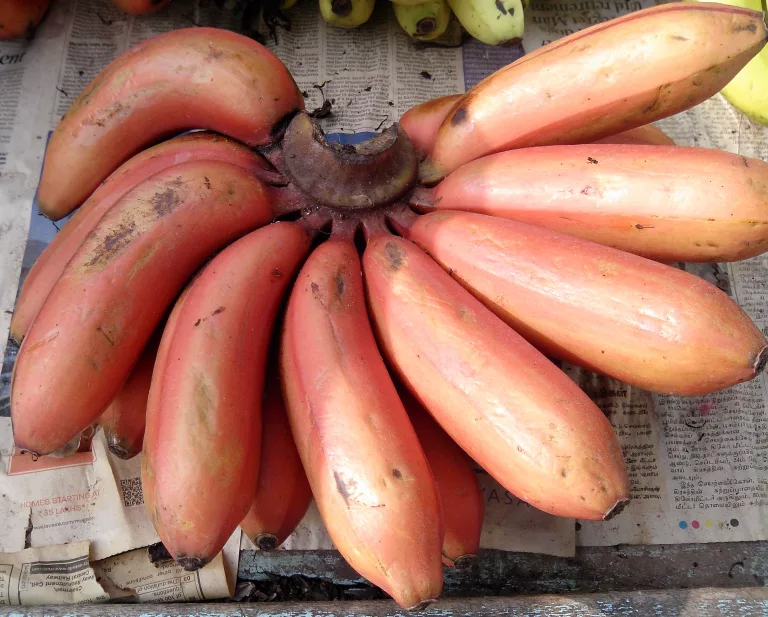 11 Best Health Benefits of Red banana for Children