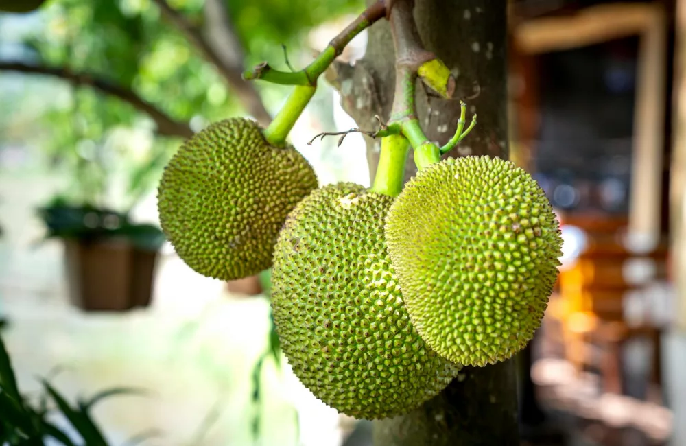 breadfruit