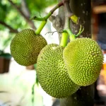16 Best Health Benefits of Breadfruit