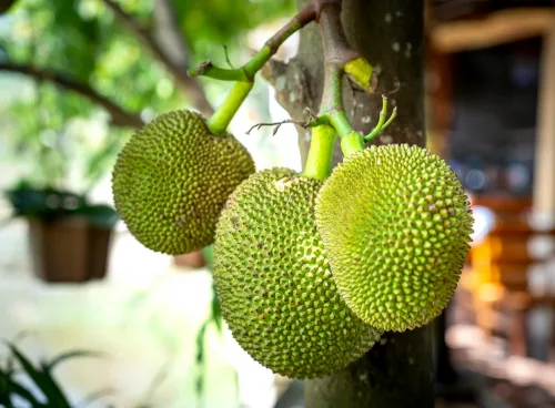 breadfruit