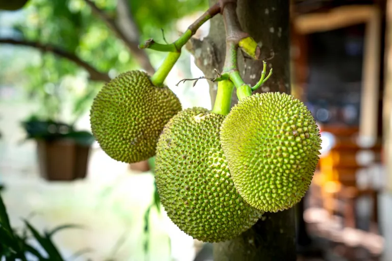 16 Best Health Benefits of Breadfruit