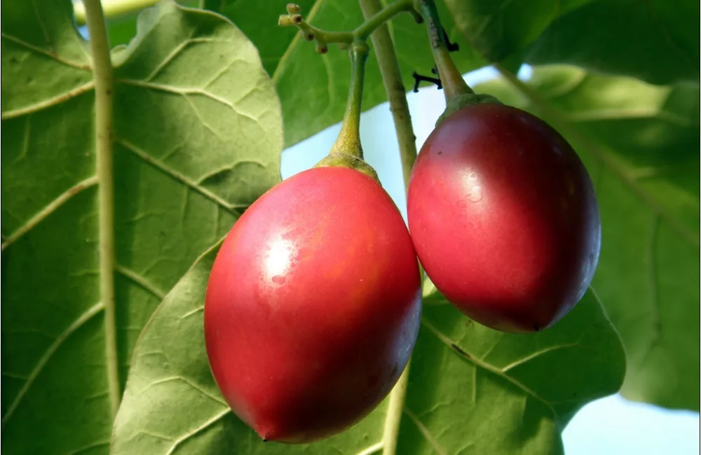 Tamarillo