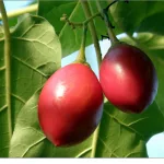 13 Best Health Benefits of Tamarillo for Women