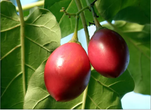Tamarillo