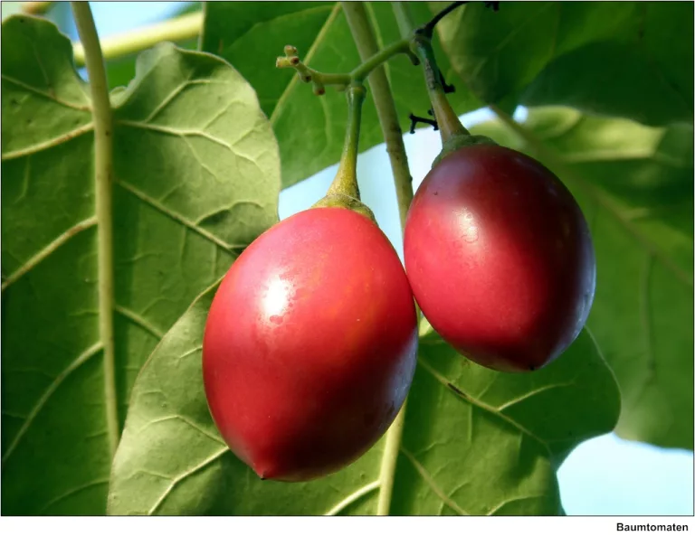 13 Best Health Benefits of Tamarillo for Women