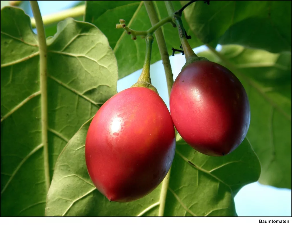 13 Best Health Benefits of Tamarillo for Women 1 13 Best Health Benefits of Tamarillo for Women