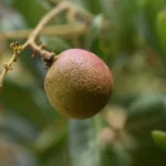 13 Best Health Benefits of Longans for Women