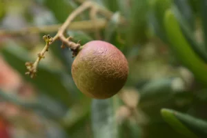 13 Best Health Benefits of Longans for Women