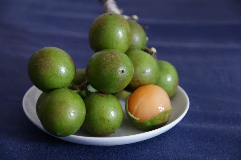 10 Best Health Benefits of Mamoncillo for men