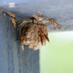 How to Safely Remove a Wasp Nest