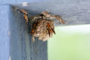 How to Safely Remove a Wasp Nest