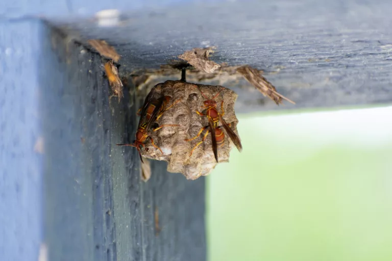 How to Safely Remove a Wasp Nest