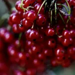 15 Best Health Benefits of Red Currants for Women