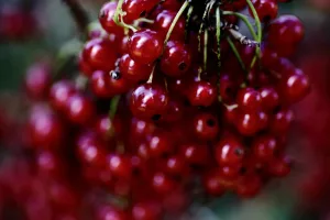 15 Best Health Benefits of Red Currants for Women