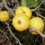 13 Best Health Benefits of Quince for Men