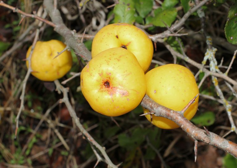 13 Best Health Benefits of Quince for Men
