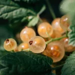 16 Best Health Benefits of White Currants for Children