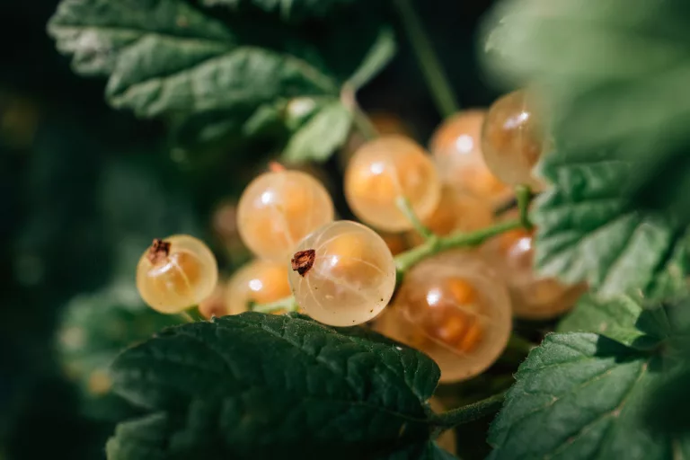 16 Best Health Benefits of White Currants for Children