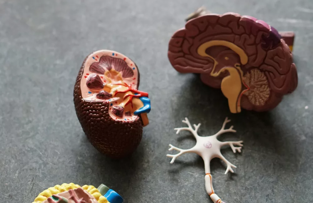 977144a4 5265 42d8 b0d8 8b9fa4ae8db5 1