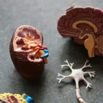 The Hidden Brain: Why Some People Are Born Without a Corpus Callosum