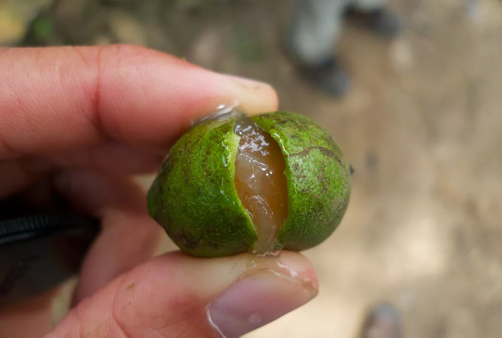 14 Best Benefits of Mamoncillo for General Health
