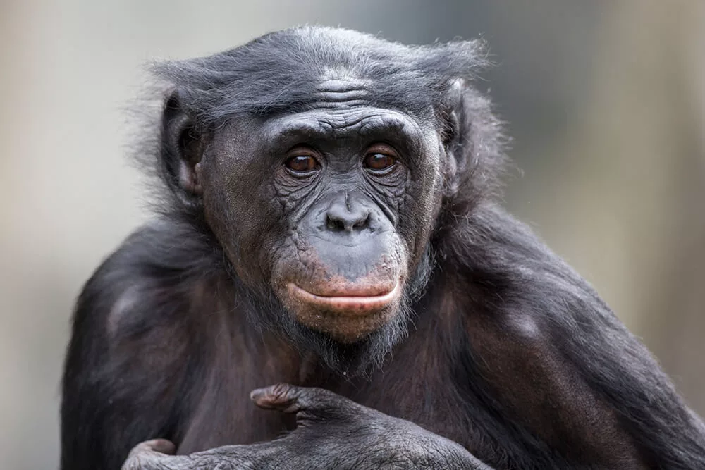 Top 15 Smartest Animals in the World (Besides Humans) 12 Bonobos