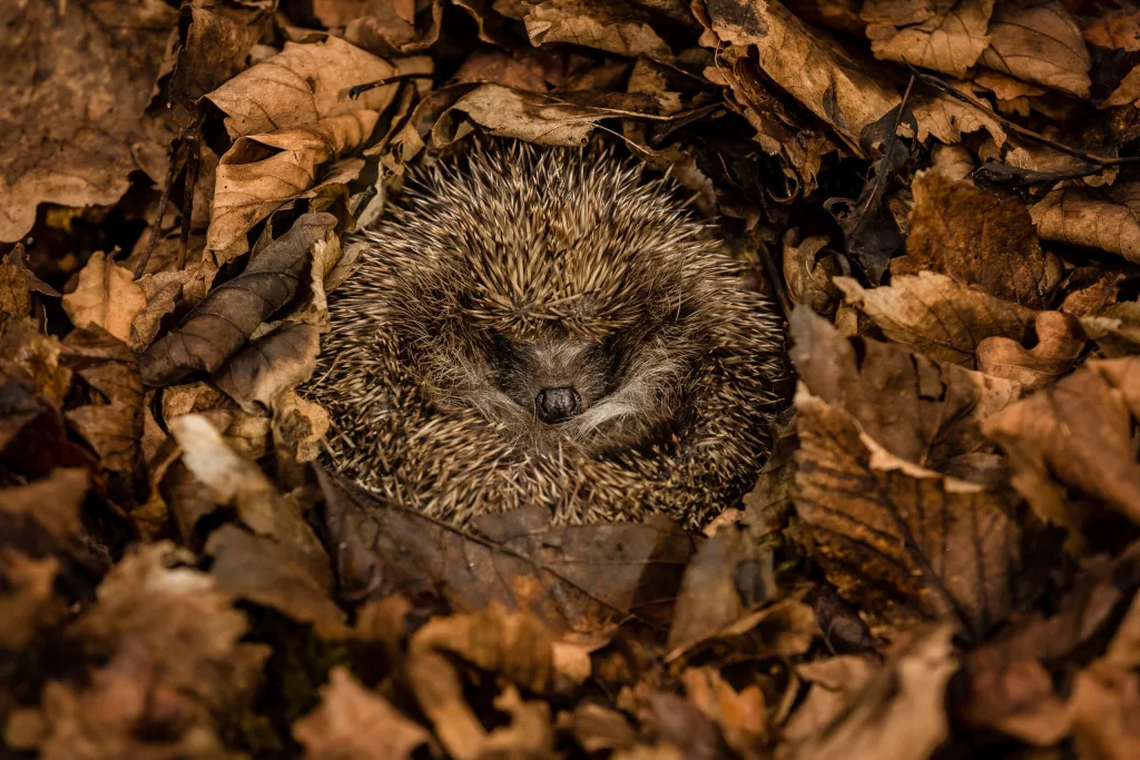 What’s the Difference Between Torpor and Hibernation? 1 What’s the Difference Between Torpor and Hibernation?